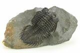 Large Coltraneia Trilobite Fossil - Huge Faceted Eyes #273802-3